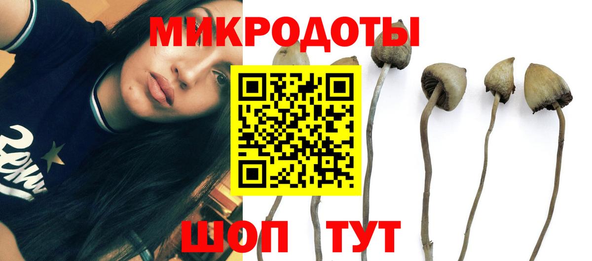 Электросталь  как найти   Галлюциногенные грибы мицелий  Вход с VPN  Псилоцибиновые грибы Psilocybe 